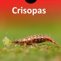 Crisopas